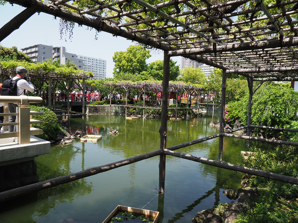 亀戸天神社の池