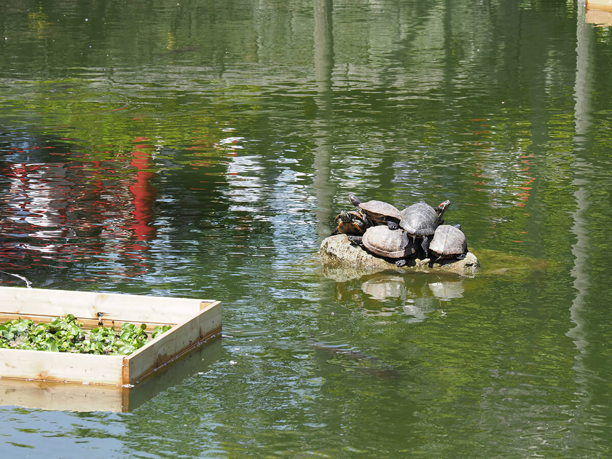 亀戸天神社の亀