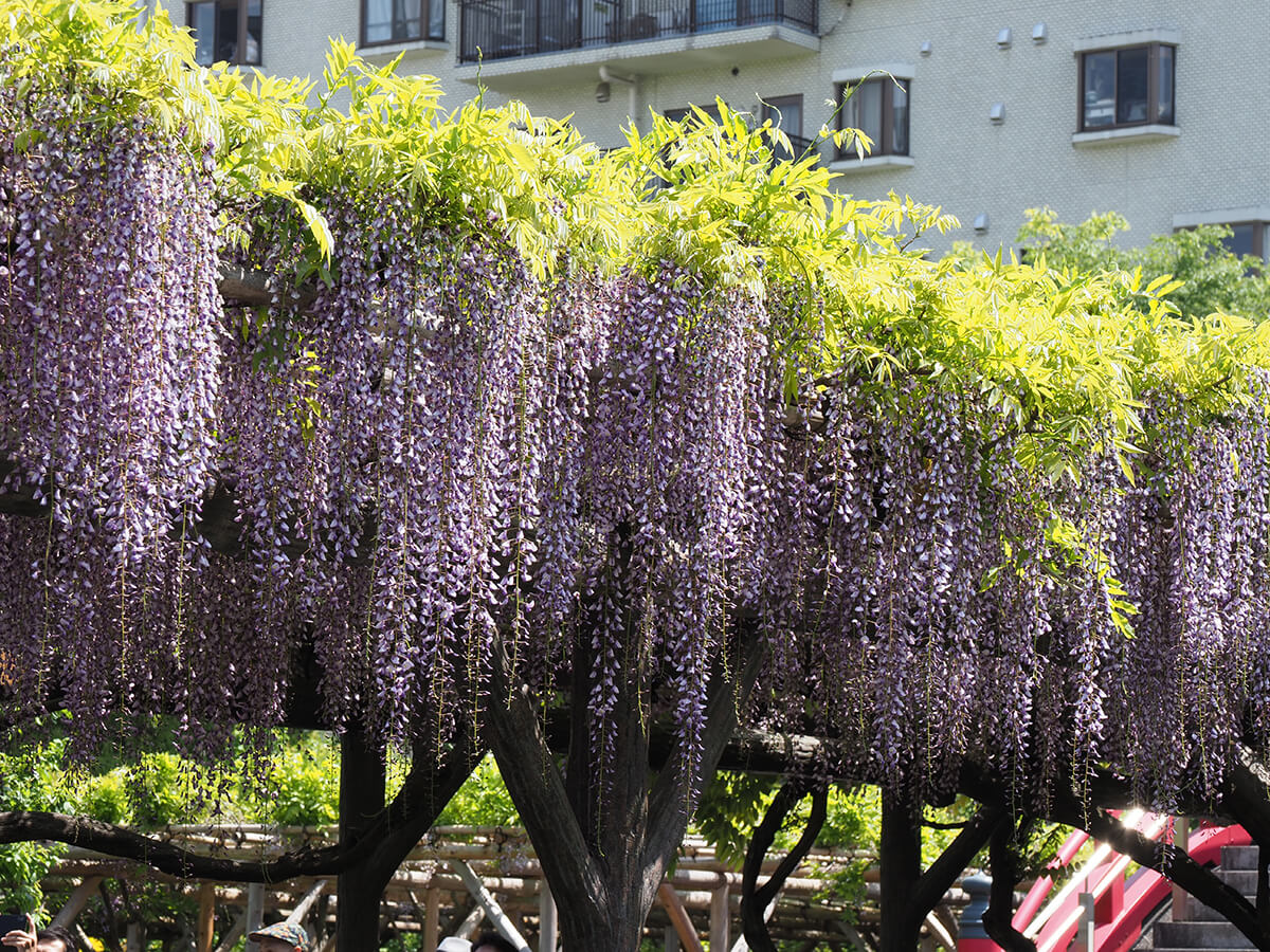 藤の花
